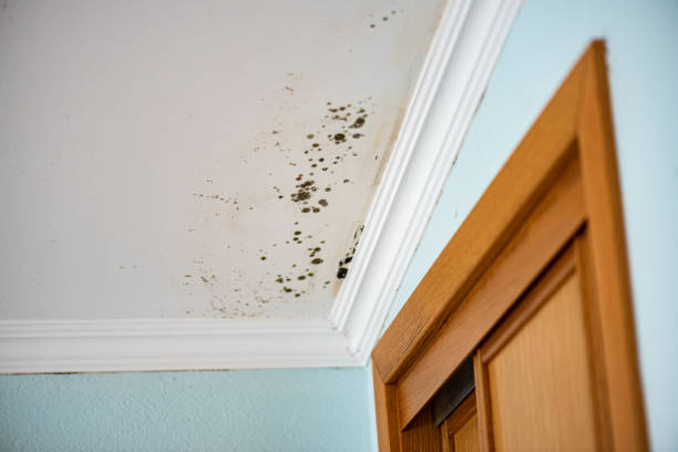 Professional Mold Remediation in Cullman, AL